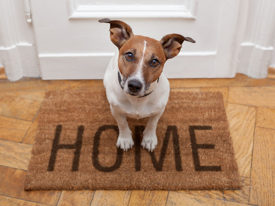 Effective Ways to Eliminate Pet Odor and Maintain a Fresh Home